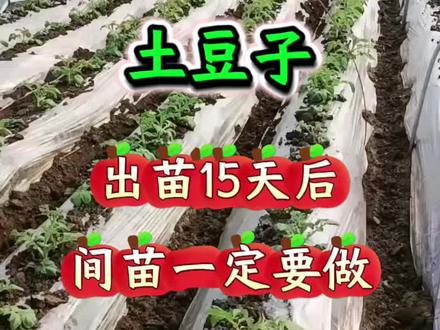 土豆出苗后一定要去间苗#土豆 #土豆种植#马铃薯#洋芋