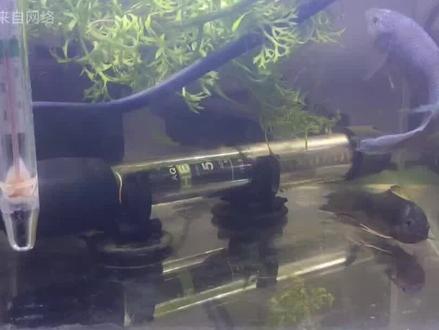 破案了!我终于找到中国斗鱼侧翻的原因了!希望大家别遇到! #国斗 #斗鱼 #圆尾 #叉尾 #原生鱼#上热门