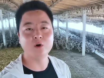 蛋鸭优良品种—金定鸭#蛋鸭养殖技术 #蛋鸭养殖 #水禽养殖 #蛋鸭知识分享 #蛋鸭养殖基地 #养鸭技术 #蛋鸭技术交流 #蛋鸭管理 #养鸭人