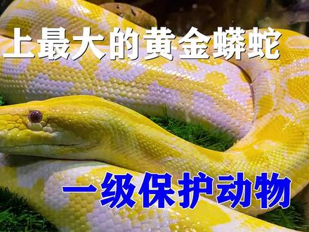 世界上最大黄金蟒蛇有多大?蟒无毒大型蛇类 #黄金蟒 #蟒蛇 #黄金蟒可以养吗 #最大蛇类 #蛇 #一级保护动物