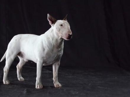 牛头梗(小身体大能量的勇士)英文名Bull Terrier 原产地英国 聪明听话,对主人忠心而且服从性强 #狗