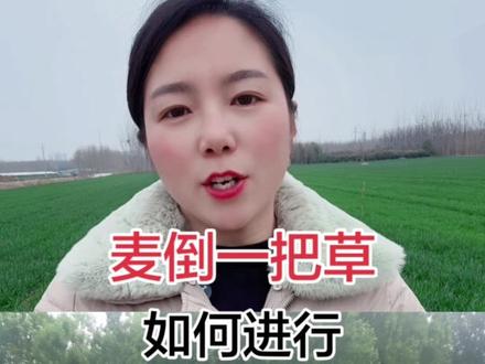 麦倒一把草,如何防倒伏#农业小知识 #小麦防倒伏 #分享农业小知识