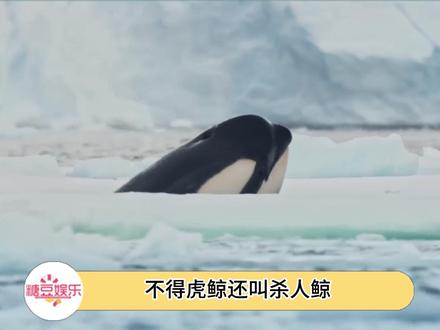 虎鲸捕猎有800个心眼子!#虎鲸 #奇妙的海洋生物 #动物世界