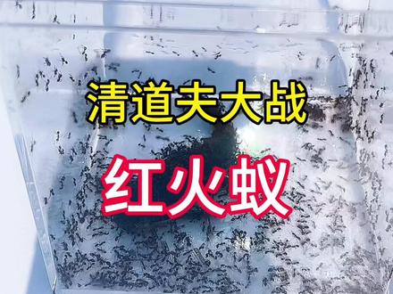 把几千只红火蚁倒到清道夫身上,锋利的牙齿能攻破坚硬的铠甲吗?#清道夫 #红火蚁 #解压 #外来入侵物种 #趣味实验