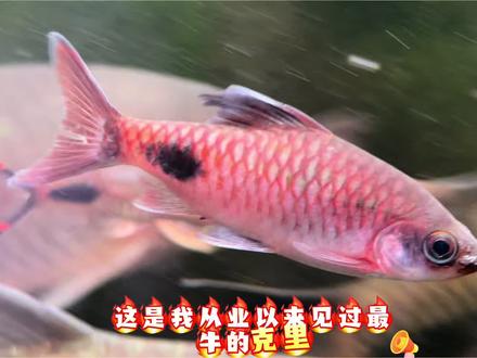 分享一条特别的克里 这是我从业以来见过最好的克里斯纳道金斯䰾。没有之一!!!#道金斯鲃 #克里