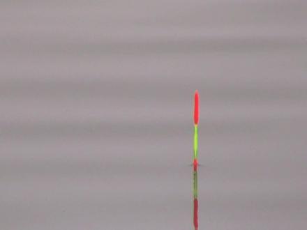 一分钟带你了解什么是顿口,钓鱼时怎么抓顿口