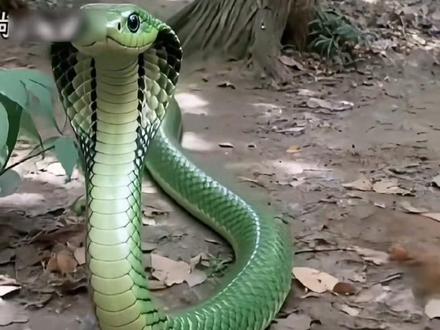 #电影得闲谨制恭喜恭喜后劲大 #枭起青囊#疯狂动物城2#因为一个片段看了整部剧 #短剧推荐