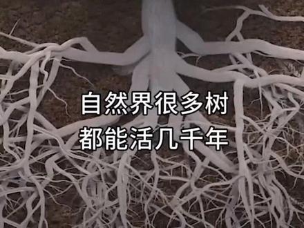 树到底能活多久,能永生吗?