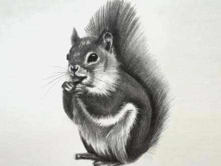 松鼠教程详解🐿️#素描 #零基础学画画 #松鼠