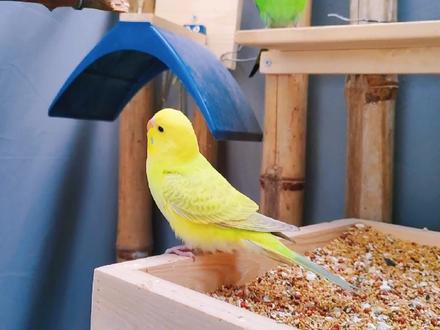 虎皮鹦鹉分辨公母要掌握,不然养一年也不下蛋,更别说孵化小鸟了 #鹦鹉 #手养鹦鹉 #萌宠出道计划