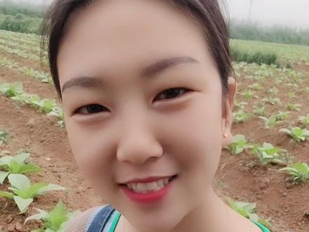 辛辛苦苦种了一年的烤烟。一亩地赚500?还不如种小麦玉米吧??