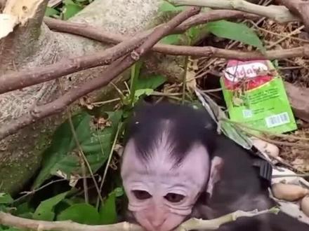 粘死人不偿命的膏药猴,不让它膏药就不断吹口哨进入癲狂状态。 #小猴子 #解压 #动物趣事