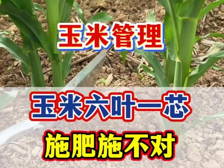玉米六叶一芯期,施肥施不对,棒子小产量低 #种玉米 #玉米种植#玉米高产#玉米高产种植技术 #农业种植