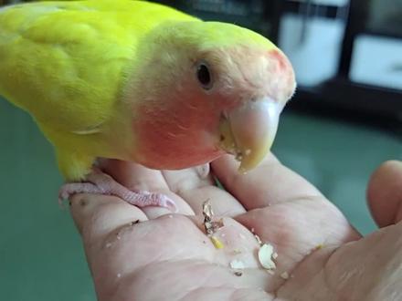 牡丹鹦鹉咬人痛,看这篇就够了#鹦鹉 #牡丹鹦鹉