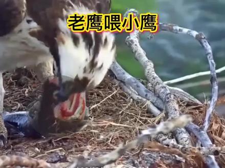 鱼鹰妈妈呼叫老公,到老公带食物回来喂养小鹰,的全过程#野生动物零距离 #鸟类实拍 #鸟宝宝 #鱼鹰 #鹰