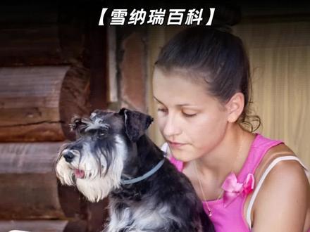 小雪的这些撒娇方式,你都见过哪几种?#雪纳瑞 #狗狗撒娇 #狗狗撒娇求抱抱 #雪纳瑞知识科普 #萌宠出道计划