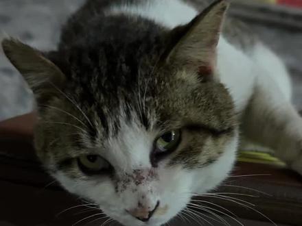 挑个日子吧🐱师兄 #道士#道观日常#道观里的猫#道法自然#猫咪表情包大赏