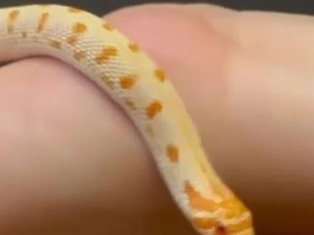 猪鼻蛇如何饲养?猪鼻蛇的饲养条件有哪些?猪鼻蛇的生活习性简介!(D056)#猪鼻蛇 #猪鼻蛇饲养环境 #猪鼻蛇开食 #猪鼻蛇装死 #猪鼻蛇喝水