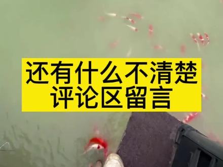 泥浆浑池塘调水方案@抖音小助手 #来抖音学农技 #南美白对虾养殖 #螃蟹养殖 #小龙虾养殖 #鲈鱼养殖 #花白鲢养殖 #草鱼养殖