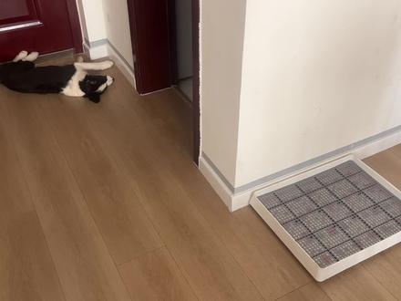 定点大小便还学不会算我的!#养狗经验分享 #如何训练小狗 #科学养宠攻略 #定点大小便