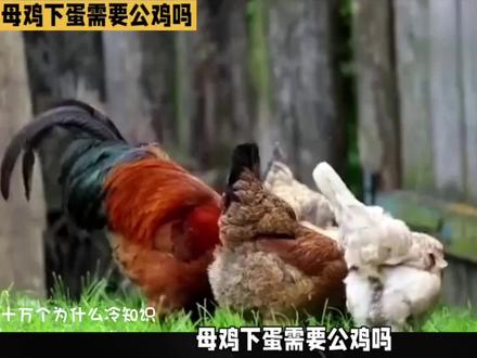 十万个为什么——母鸡下蛋到底需不需要公鸡? #母鸡下蛋 #母鸡