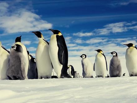 7只企鹅下楼梯,第6只笑翻众人,最后一只才是高手