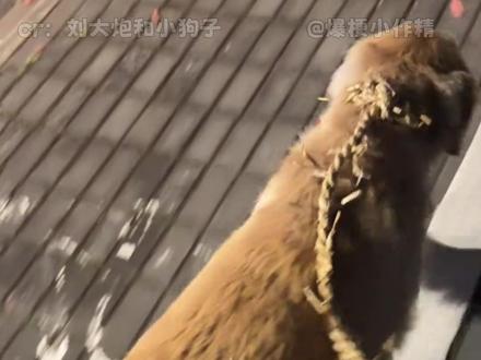 小狗不知道什么是草绳,小狗只知道这是爷爷的爱 #小狗 #麻绳 #爷爷 #爱