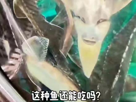 这些鱼还能吃吗?有些鱼可真不能乱吃#鱼 #钓鱼 #科普