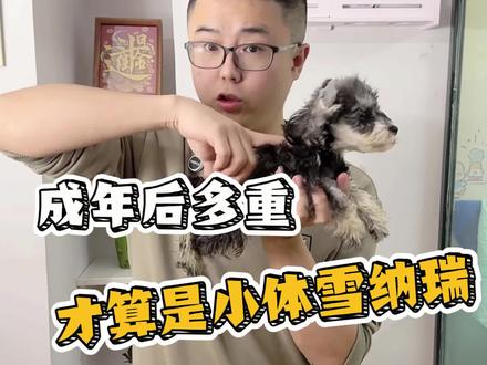 成年后多重才算是小体雪纳瑞呢#小体雪纳瑞犬
