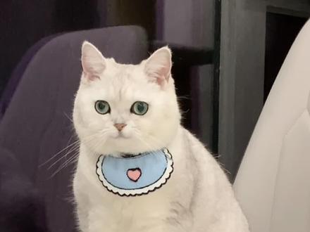 一招教你如何纠正猫咪爱摔东西的坏毛病!#萌宠出道计划 #小猫咪的好奇心有多强
