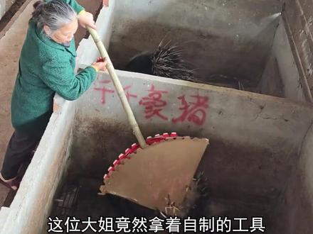 硬刚活体豪猪,只为拔下这根夺命刺? #豪猪 #豪猪刺浮漂 #钓鱼