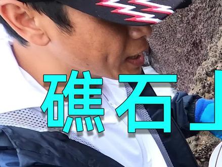 #赶海#藤壶不知道怎么撬?用阿棋这个方法撬回来,保证个个肥得泛黄(上)