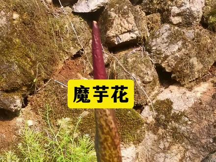 魔芋开花其实就是公魔芋#大自然 #魔芋 #植物