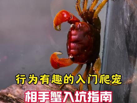 相手蟹怎么养#养鱼日记 #相手蟹 #螃蟹