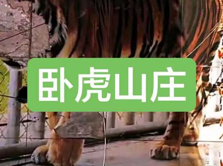 缅北卧虎山庄#音乐分享