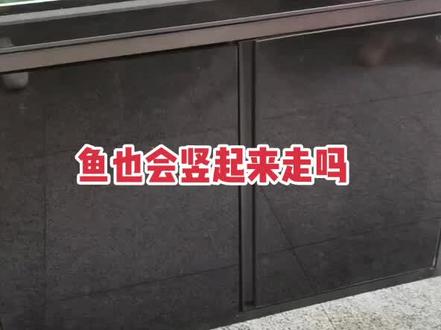 #养鱼养心 #养鱼日记 #万物皆有灵性 我养的小锦鲤今天不知道怎么回事 总是头朝上竖起来