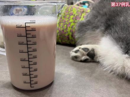 第37例胸腔镜微创治疗乳糜胸手术,这次的是阿拉斯加,体型最大的一只乳糜胸动物。