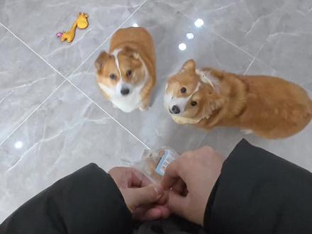 我眼中的没头脑和不高兴~(Vlog真实版) #萌宠出道计划 #神奇动物在抖音 #龇牙基nice #狗狗的心思都写在脸上了 #柯基