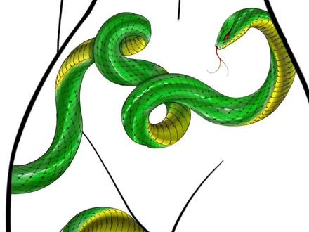 竹叶青遮盖腹部疤痕 回复 @HiTl的评论 #疤痕遮盖 #蛇纹身 #挑战画一千条蛇 #上海纹身 #双蛇缠绕