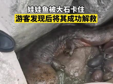 4月22日四川泸州,娃娃鱼被大石卡住,游客全力将其成功解救