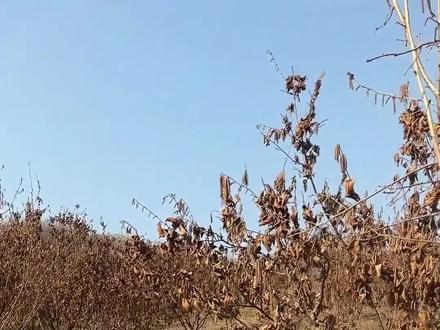 榛子授粉 第一次进榛子林的,估计都被这满树的“毛毛虫”吓一跳吧?别怕!这是榛子树的雄花!
到了秋天能不能结出满树的大榛子,全指望它们了。风一吹,花粉一落,这事儿就成了#榛子 #山野生活 #小宗vlog