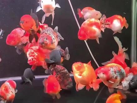 金鱼原来会“酿酒”,酒精浓度已经在“酒驾”范围。金鱼欣赏 #兰寿金鱼 #兰寿 #观赏鱼 #金鱼 #潘氏兰寿