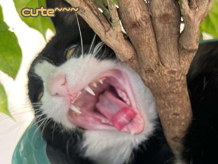 抓猫技巧学习分享!
黑豆和他谁更神经?#奶牛猫