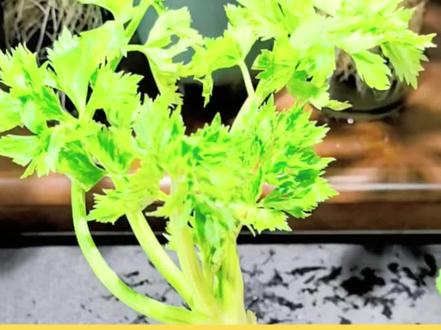 水培地中海根芹的方法包括选苗、准备容器、处理根部及定植 介绍水培地中海根芹菜的方法,
1. 选苗:选择比拳头小的小苗,冬季可耐零下5度低温,可作为水培盆栽。
2. 容器准备:使用两升左右的瓶子,加防泡水定植篮。
3. 根部处理:洗净根部泥土,剪除烂根或干瘪根,防止脱水只留两片叶子。
4. 定植固定:放入定植篮,用石子固定根部,诱根期使用自来水就可以,根系5厘米以上可以用不含尿素的大量元素水溶肥,
5. 换水管理:未生根每周换水,生根后每三周换水,入水深度为1.5厘米。
6. 养护要点:放在阳台有光照处,根系正常以后根块不要泡水,仅水生根入水,后续其他养护及用肥知识可参考我发的普通芹菜水培教程及用肥介绍。#水培植物 #水培先生 #爱生活爱养花 #水培蔬菜 #阳台种菜