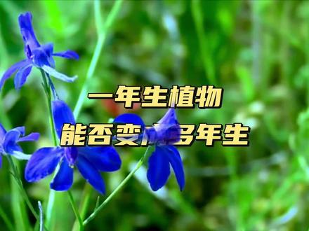 一年生植物能否变成多年生 #科普一下#植物百科#生物#多年生水稻