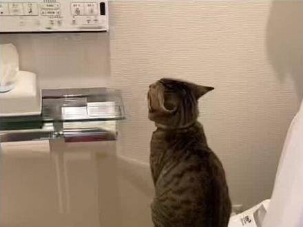 训练猫咪上马桶第一步:用猫条勾引上马桶 一共五天每天一到两次 视频结尾有详细教程#狸花猫 #记录猫咪日常 #傻猫🐱 #我和我的猫