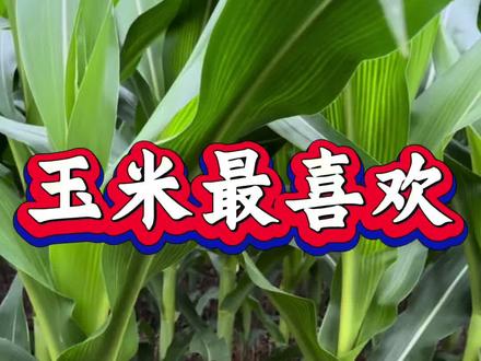 玉米最喜欢的肥料配方。#玉米种植 #农业种植 #农业 #三农种植 #三农