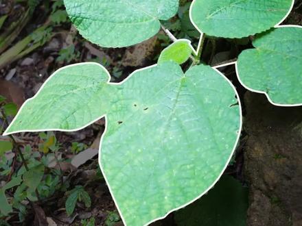 世界上最痛的植物,野外看到这种叶子,最好屏住呼吸千万不要靠近#2022科普时刻 #涨知识 #科普