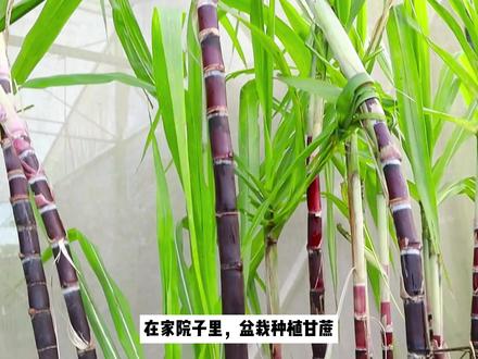 手把手教你园艺小技巧,甘蔗种植有妙招,家庭盆栽也能轻松收获!#种植小技巧 #园艺小妙招 #种植甘蔗 #农业种植