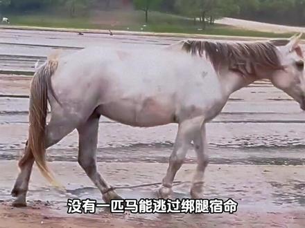 上午新疆伊犁,下午法国巴黎#万万想不到